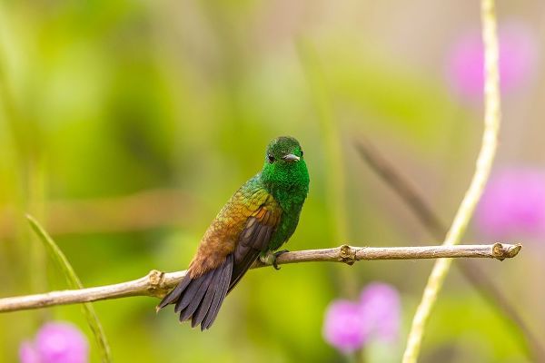Caribbean-Trinidad-Asa Wright Nature Center Copper-rumped hummingbird on limb